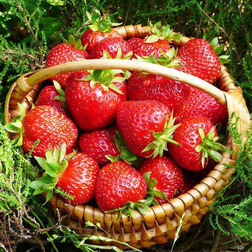 Клубника "МАРШАЛ" (6 шт.)